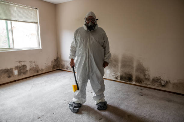 Best Toxic Mold Removal  in USA